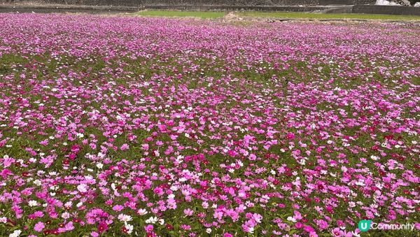 台中后里忘憂谷-冬天波斯菊、小雛菊盛開，一大片的花海，各種顏...