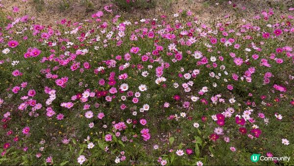 台中后里忘憂谷-冬天波斯菊、小雛菊盛開，一大片的花海，各種顏...