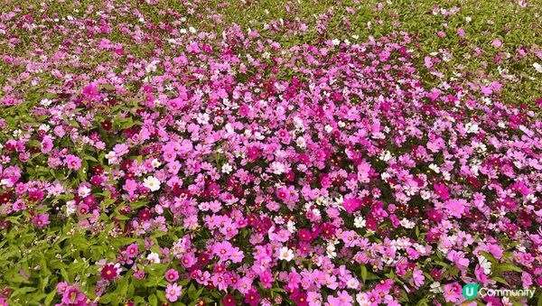 台中后里忘憂谷-冬天波斯菊、小雛菊盛開，一大片的花海，各種顏...