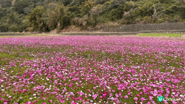 台中后里忘憂谷-冬天波斯菊、小雛菊盛開，一大片的花海，各種顏...