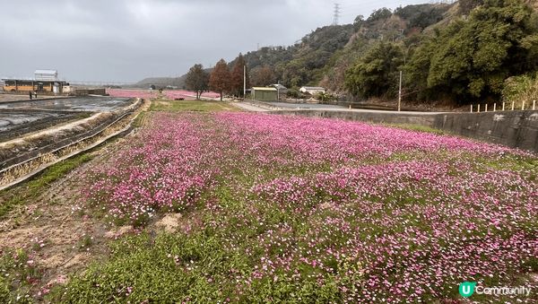 台中后里忘憂谷-冬天波斯菊、小雛菊盛開，一大片的花海，各種顏...