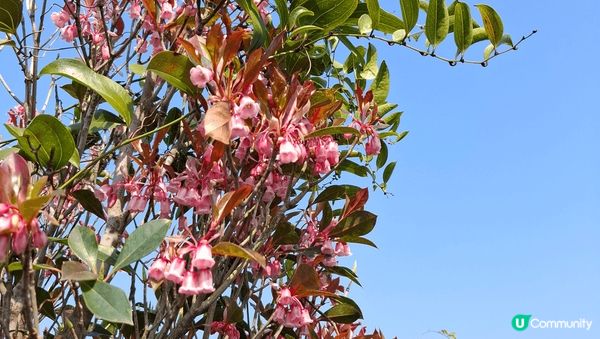 吊鐘花。又到吊鐘花季節。趁住好天氣。上山行一轉，所有吊鐘花都...