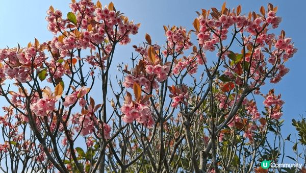 吊鐘花。又到吊鐘花季節。趁住好天氣。上山行一轉，所有吊鐘花都...