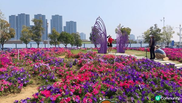 我推介東莞濱海灣公園，杜鵑花、黃花風鈴木等正值盛花期，可以在...