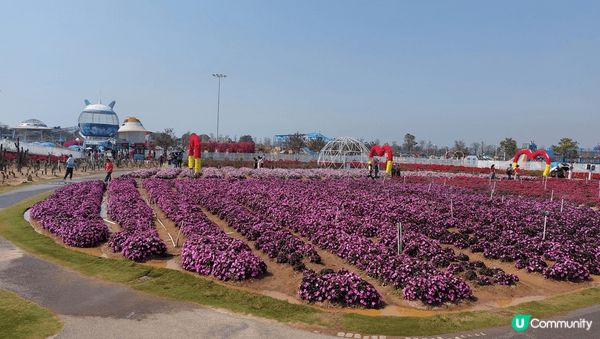 我推介東莞濱海灣公園，杜鵑花、黃花風鈴木等正值盛花期，可以在...