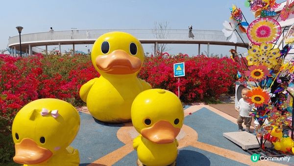 我推介東莞濱海灣公園，杜鵑花、黃花風鈴木等正值盛花期，可以在...