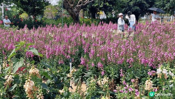 我推介東莞濱海灣公園，杜鵑花、黃花風鈴木等正值盛花期，可以在...