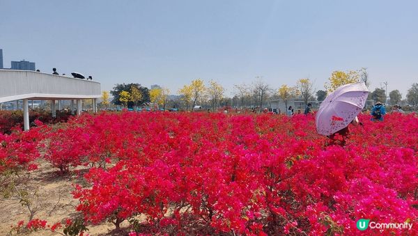 我推介東莞濱海灣公園，杜鵑花、黃花風鈴木等正值盛花期，可以在...
