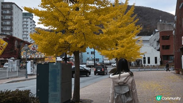 北海道美景 金黃嘅銀杏影照 配普日本浪漫小街 