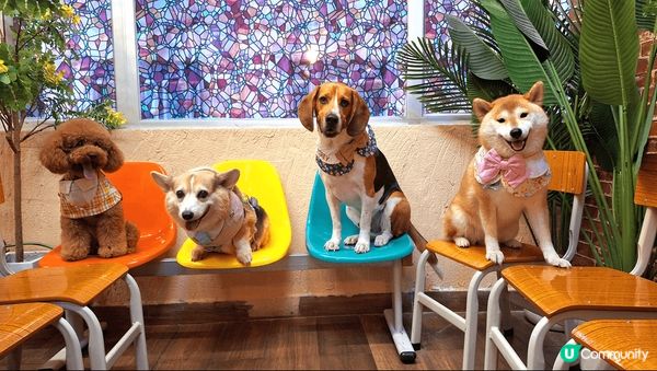 新開餐廳，校園風格，食物cp值極高，有午餐及下午茶，價格非常...