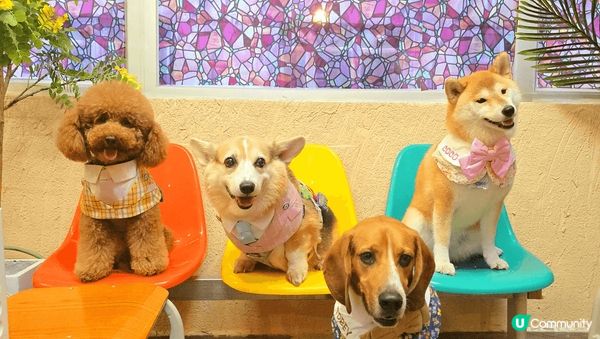 新開餐廳，校園風格，食物cp值極高，有午餐及下午茶，價格非常...