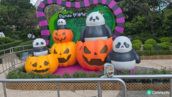 在香港海洋公園出世的兩隻小熊貓，而家一歲嘞，可愛精靈又得意，...