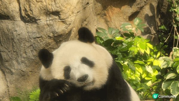在香港海洋公園出世的兩隻小熊貓，而家一歲嘞，可愛精靈又得意，...