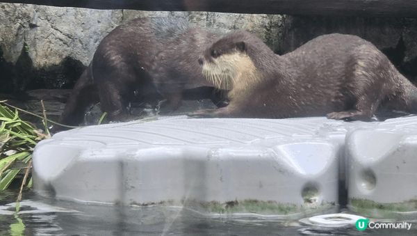 在香港海洋公園出世的兩隻小熊貓，而家一歲嘞，可愛精靈又得意，...