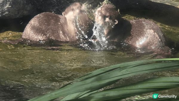 在香港海洋公園出世的兩隻小熊貓，而家一歲嘞，可愛精靈又得意，...