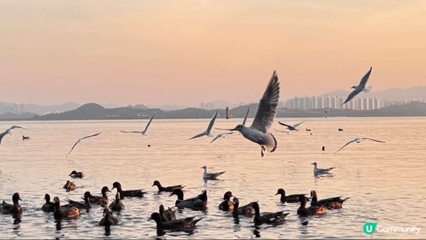 與西伯利亞海鷗有個約會