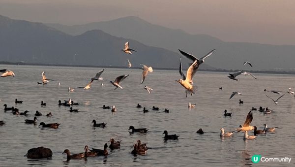 與西伯利亞海鷗有個約會
