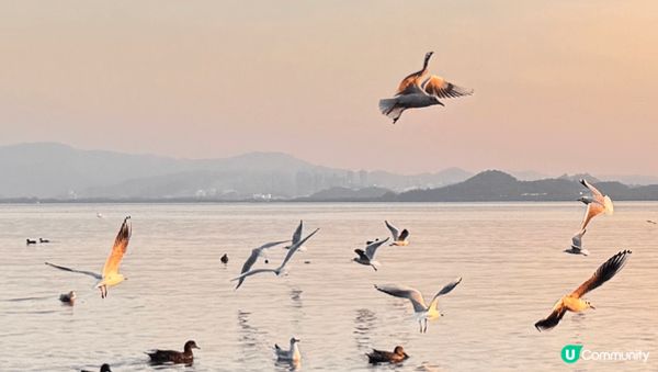 與西伯利亞海鷗有個約會