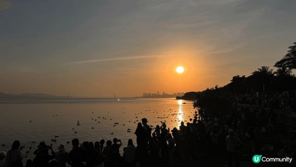 與西伯利亞海鷗有個約會