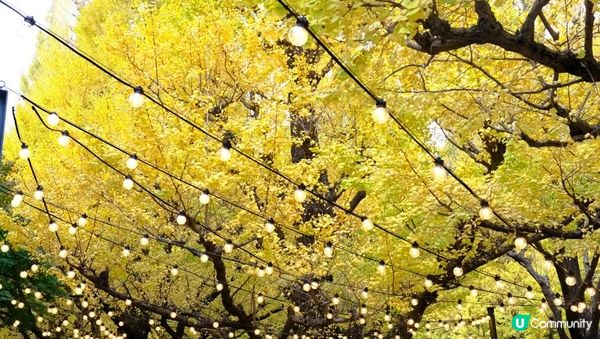 【思思賢嘆世界】東京銀杏景點推介📷明治神宮外苑