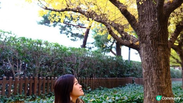 【思思賢嘆世界】東京銀杏景點推介📷明治神宮外苑