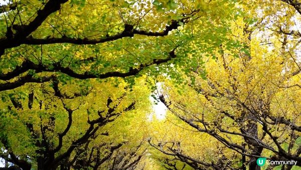 【思思賢嘆世界】東京銀杏景點推介📷明治神宮外苑