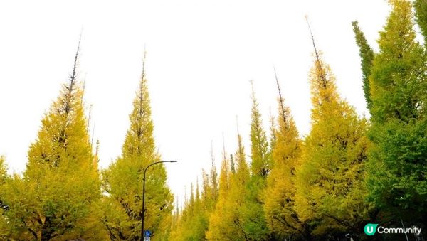 【思思賢嘆世界】東京銀杏景點推介📷明治神宮外苑