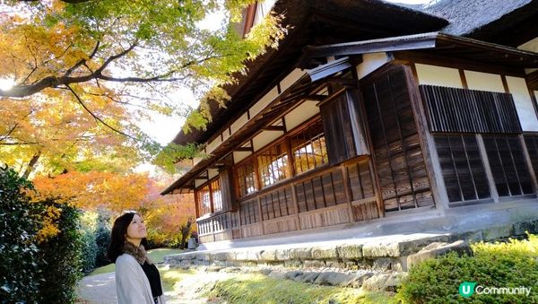 【思思賢嘆世界】橫濱必去紅葉景點🍁✨三溪園絕美風光，一秒穿越京都⛩️