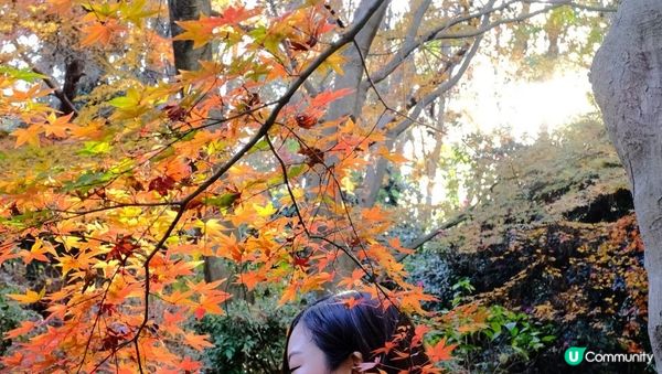 【思思賢嘆世界】橫濱必去紅葉景點🍁✨三溪園絕美風光，一秒穿越京都⛩️