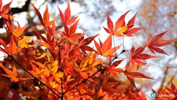 【思思賢嘆世界】橫濱必去紅葉景點🍁✨三溪園絕美風光，一秒穿越京都⛩️