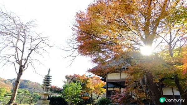 【思思賢嘆世界】橫濱必去紅葉景點🍁✨三溪園絕美風光，一秒穿越京都⛩️