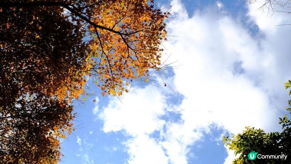 【思思賢嘆世界】橫濱必去紅葉景點🍁✨三溪園絕美風光，一秒穿越京都⛩️