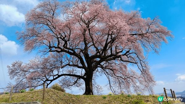 日本櫻花百看不厭
