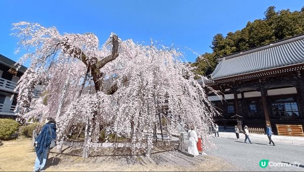 日本櫻花百看不厭