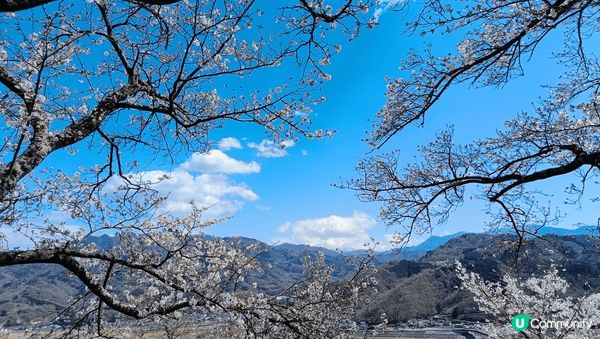 日本櫻花百看不厭