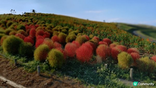 日本茨城縣水戶市常陸國立公園是有名的掃帚草打卡點之一。去箱根...