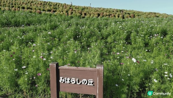 日本茨城縣水戶市常陸國立公園是有名的掃帚草打卡點之一。去箱根...