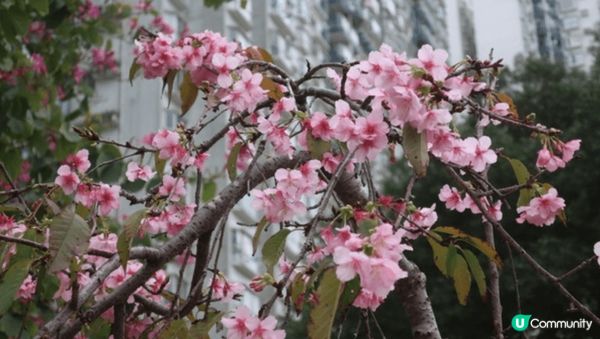 一到春天，香港好多地方都可以欣賞到櫻花，就好似沙田石門安景街...
