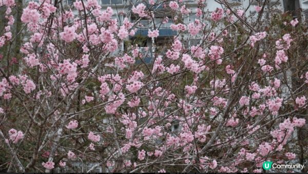 一到春天，香港好多地方都可以欣賞到櫻花，就好似沙田石門安景街...