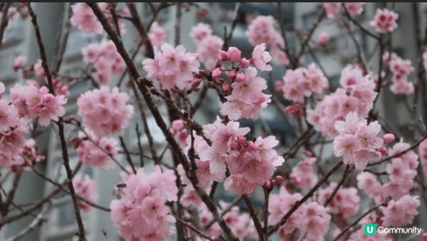 一到春天，香港好多地方都可以欣賞到櫻花，就好似沙田石門安景街...