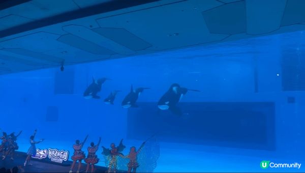 在長隆飛船樂園睇虎鯨和各種海洋動物，和馬戲團的精彩的表演，最...