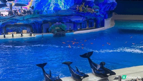 在長隆飛船樂園睇虎鯨和各種海洋動物，和馬戲團的精彩的表演，最...