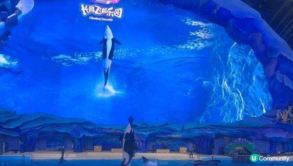 在長隆飛船樂園睇虎鯨和各種海洋動物，和馬戲團的精彩的表演，最...