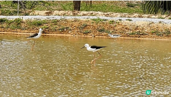 上水塱原濕地公園！少少地遠！但係都方便上水火車站有小巴或者巴...