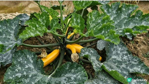 上水塱原濕地公園！少少地遠！但係都方便上水火車站有小巴或者巴...