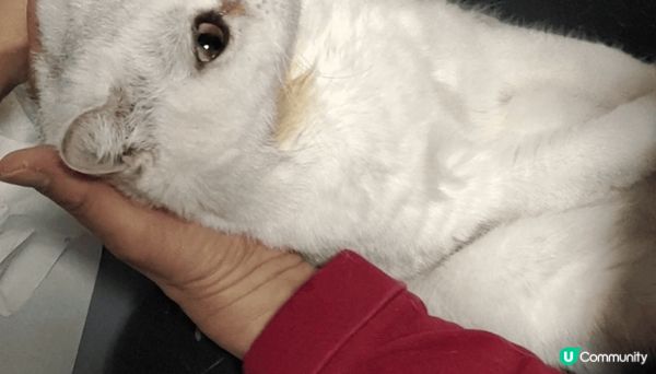 貓咪都鍾意看風景，曬太陽，也愛乾淨，幫佢清潔的時候，它會默默...