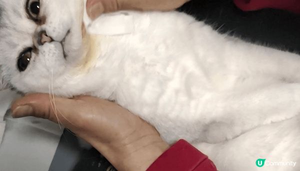 貓咪都鍾意看風景，曬太陽，也愛乾淨，幫佢清潔的時候，它會默默...