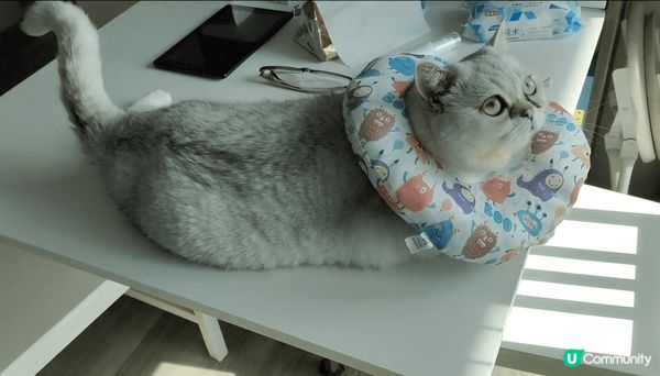 貓咪都鍾意看風景，曬太陽，也愛乾淨，幫佢清潔的時候，它會默默...