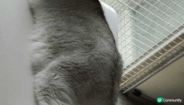 貓咪都鍾意看風景，曬太陽，也愛乾淨，幫佢清潔的時候，它會默默...