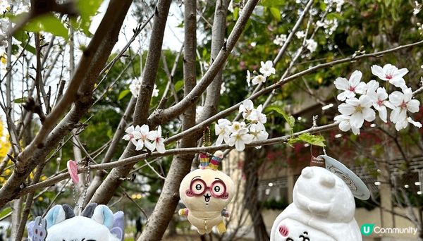 最近入坑了這系列Chiikawa，無論生日、旅行還是賞花都要...